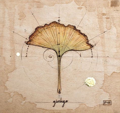 Nice Tatoos, Ginkgo Art, Fleurs Art Nouveau, Illustration Botanique, Ginkgo Leaf, Scientific Illustration, Botanical Drawings, Arte Floral, Leaf Art