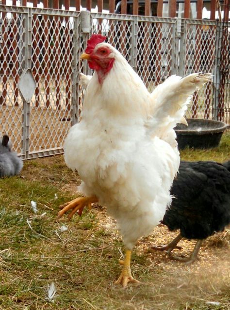 Chicken Dance Kawaii, Antigua Guatemala, Live Chicken Pictures, Anthro Chicken, Chicken Pfp, Chicken Reference, Chicken Dancing, Chicken Running, Dancing Chicken