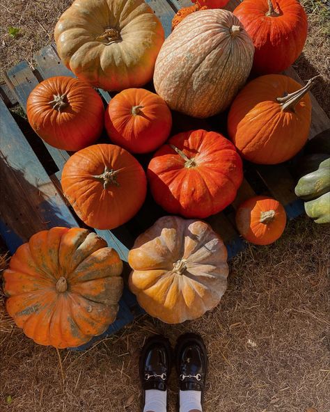 Cass Spinelli, Autumn Ambience, Changing Aesthetic, Seasons Changing, Pumpkin Patch Photoshoot, Fall Pics, Fall Basics, Fall Nights, Fall Mood