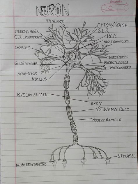 Structure Of Neuron Diagram, Structure Of A Neuron, Neuron Drawing Notes, Neuron Notes Nervous System, Nerve System Art, Nerve System Anatomy, Neuron Diagram Aesthetic, Brain Structure Anatomy, Cell Structure Drawing