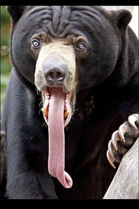 Think twice if you think your or your pet’s tongue is longer than a sun bear’s. Sun bears have tongues up to 10 inches (25 cm) long, which they use to slurp up termites, ants, and beetle larvae. Their agile faces and strong jaws help too. These bears also love to climb trees to find bee larvae and use their tongues to extract the honey. Malayan Sun Bear, Sun Bear, Unusual Animals, Anime Animals, Cute Wild Animals, Wildlife Animals, Weird Animals, Animal Wallpaper, Black Bear