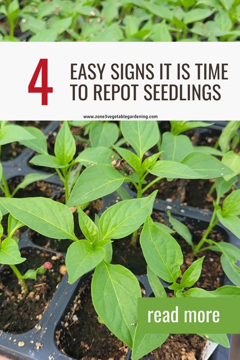 These 4 signs are easy to recognize and indicate it is time to replant seedlings into bigger pots. Learn whey you should be potting seedlings up as they grow, and not just start them in a big pot. Find out what happens if you don't repot seedlings into bigger pots when it is time. #seedlings #transplanting #whentorepotseedlings #whentotransplant #whentoplantintobiggerpots #seedlingcare #startingseedsindoors #plantcare When To Transplant Seedlings, Transplanting Seedlings, Seedlings Indoors, Flower Seedlings, When To Plant Vegetables, Starting Seeds, Plant Tips, Tree Seedlings, Seedling Pots