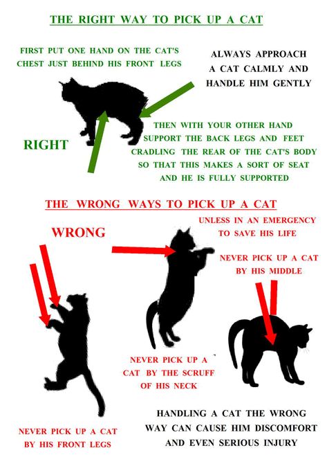 how-to-pick-up-a-cat.gif (802×1135) Where To Touch A Cat, How To Pick Up A Cat, How To Train Cats, Ways To Pet Your Cat, Cat Tips, Owning A Cat For The First Time, First Time Cat Owner Tips, How To Purr Like A Cat, Ernst Hemingway