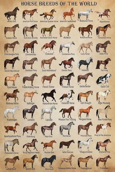 Horse Species, Horse Coat Colors, Horse Knowledge, World Poster, Horse Facts, Horse Anatomy, Horse Posters, Funny Posters, Animal Facts