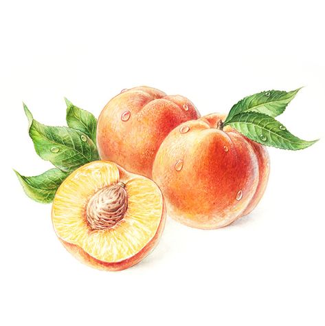 Peaches Drawing, Peach Sketch, Seasonal Artwork, Peach Drawing, Peach Painting, Peach Tattoo, Peach Water, Peach Illustration, Peach Paint