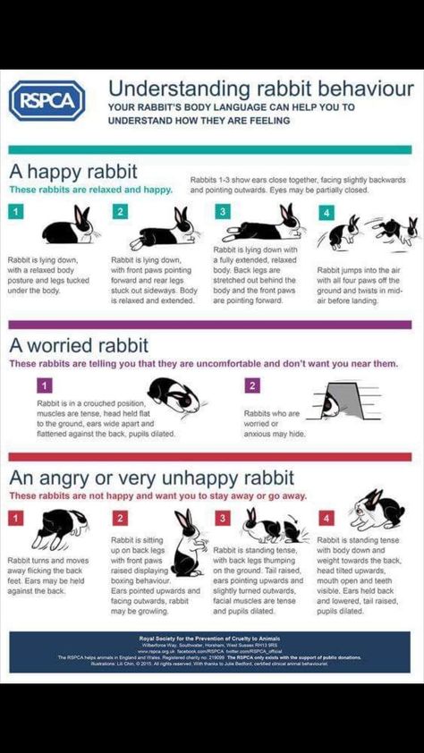 Rabbit Care For Beginners, How To Take Care Of A Bunny, Rabbit Tricks, Rabbit Playground, Bunny Tips, Bunny Care Tips, Rabbit Pose, Rabbit Facts, Lionhead Bunny