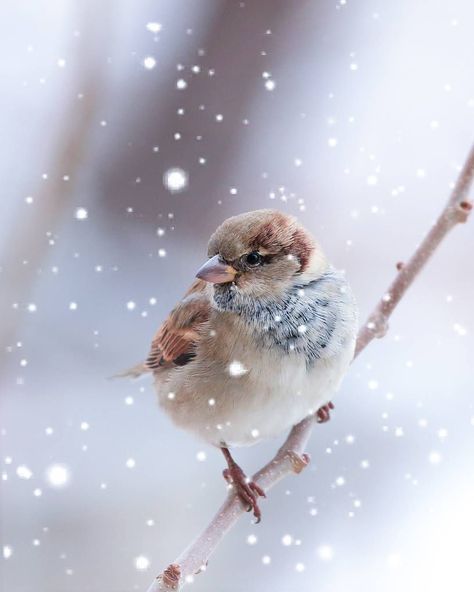 Winter Beauty, Bird Pictures, Bird Photo, Photo Images, Sweet Animals, Bird Watching, Nature Travel, Bird Art, Beautiful Birds