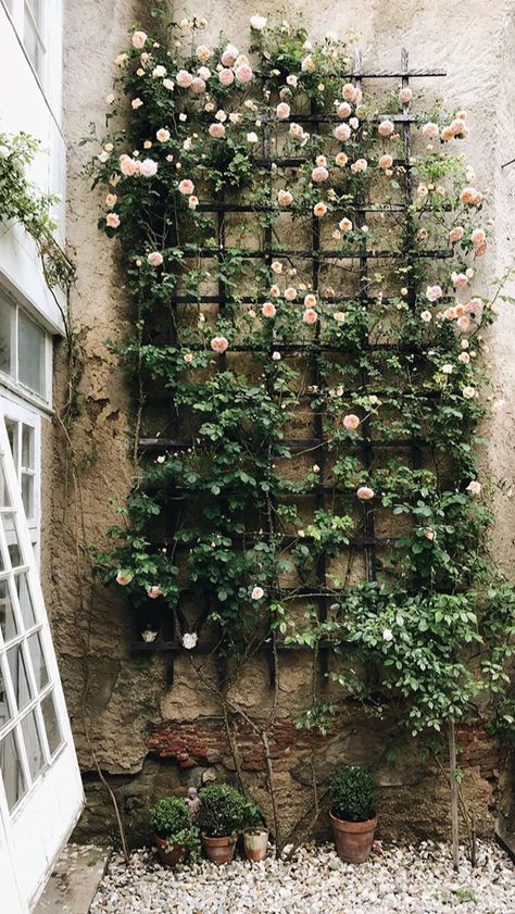 Climbing Rose Wall Trellis, Flowers Climbing Wall, Climbing Flowers On Houses, Vines Climbing Wall, Garden Wall Trellis Ideas, Rose Climbers Trellis, Trellis Aesthetic, Climbing Roses On House Brick Walls, Climbing Rose Trellis Ideas