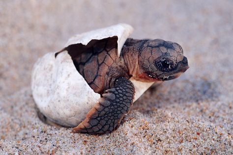 For World Turtle Day on May 23, take a look at adorable baby turtles from around the world. The post 11 Precious Photos of Baby Turtles appeared first on Reader's Digest. Turtle Hatching, Loggerhead Turtle, Baby Sea Turtles, Baby Sea Turtle, Tortoise Turtle, Turtle Love, Baby Animals Pictures, Cute Turtles, Baby Turtles