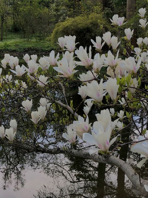 Magnolia Aesthetic Flower, White Magnolia Aesthetic, Magnolia Flowers Aesthetic, Magnolia Tree Aesthetic, Magnolia Core, Magnolia Flower Aesthetic, Magnolias Aesthetic, Magnolia Aesthetic, Flowers Nature Aesthetic