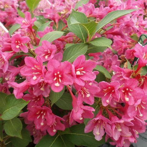 WEIGELA_SONIC_BLOOM_PINK_WEIGELA_GC_WEIBP_01 Eastern Redbud Tree, Paw Paw Tree, Sonic Bloom, Garden Mum, Eastern Redbud, Lilac Tree, Redbud Tree, Hot Pink Flowers, Garden Compost