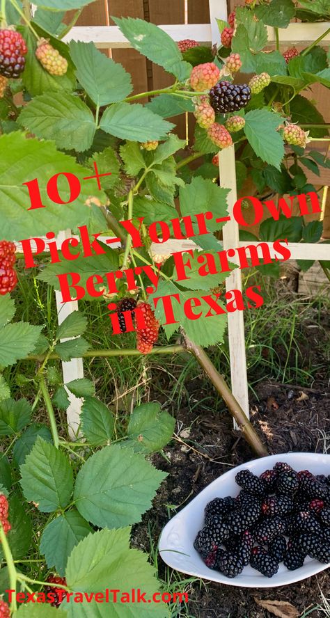 10+ Pick Your Own Berry Farms In Texas — Texas Travel Talk Blackberry Bush, Blackberry Picking, Blackberry Crumble, Blueberry Farm, Blueberry Syrup, Strawberry Farm, Strawberry Picking, Berry Bushes, Local Farm