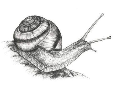 Drawing Snail, Cafe Idea, Wildflower Drawing, Harmony Art, Snail Art, Pencil Drawings Of Animals, Insect Art, Celtic Art, Animal Sketches