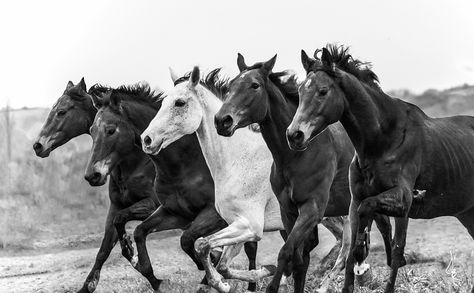 Horses Black And White, Lippizaner, Black And White Horizontal, Horse Riding Quotes, Horse Posters, Horse Wallpaper, All The Pretty Horses, Super Cute Animals, White Horses