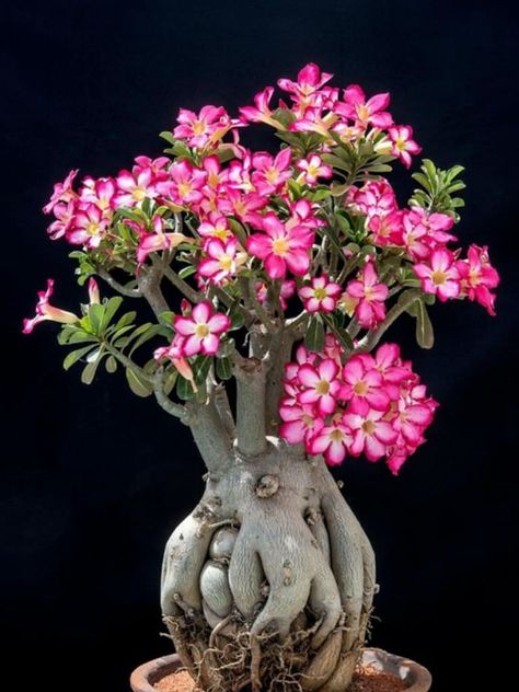 Adenium obesum (Desert Rose) • World of Succulents Desert Rose Plant, Adenium Obesum, Unusual Plants, Bonsai Garden, Tree Leaves, Desert Rose, Exotic Plants, Small Trees, Trees To Plant