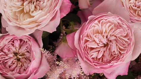 Constance Rose, David Austin Wedding, Austin Garden, Year Round Flowers, Neat Garden, Round Flowers, Paris Chateau, Grow Garden, Wedding Roses