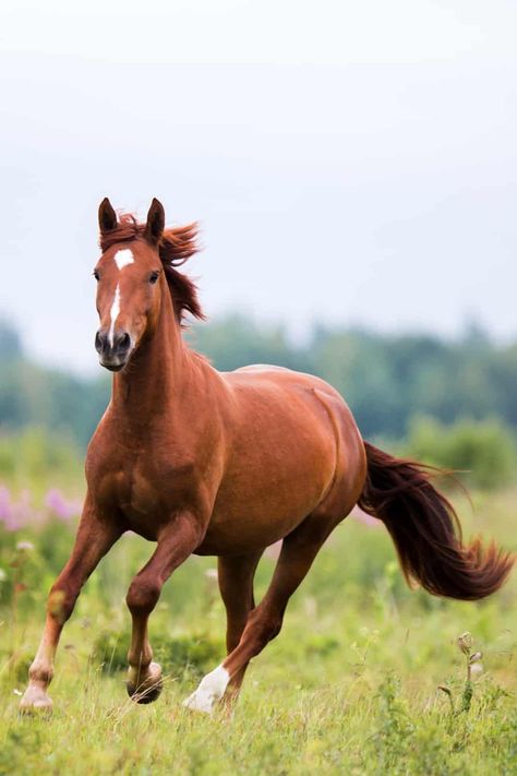 Chestnut Black Horses, Horse Spirit Animal, Rasy Koni, Mustang Horse, Bay Horse, Horse Wallpaper, Tapeta Galaxie, Grey Horse, Chestnut Horse