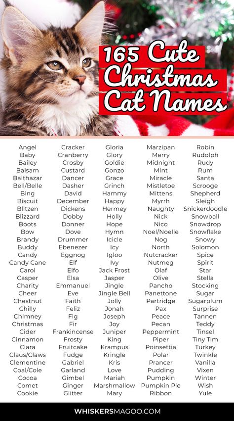 165 Cute Festive Christmas Names for Cats - From Holly to Pudding, Chestnut, Cookie, Boots, and more, check out 165 cute festive Christmas names for cats right here! #catnames #christmasnames #kitten #christmas Christmas Food Names, Cat Names List, Witchy Names, Berry Names, Names For Cats, Cute Animal Names, Cute Pet Names, Kitten Christmas, Cute Cat Names