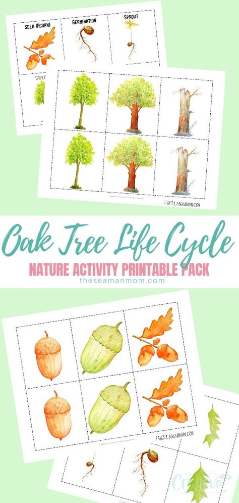 Tree Life Cycle, Sequencing Cards, Friends Diy, Memory Game, Nature Tree, Memory Games, Nature Activities, Help Kids, Lessons For Kids