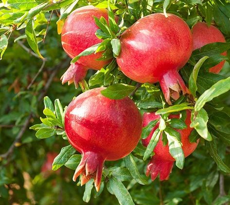 Pomegranate Plant, Pomegranate Leaves, 자작나무 그림, Pomegranate Tea, Pomegranate Art, Fruit Photography, Red Pomegranate, Moon Garden, Fruit Painting