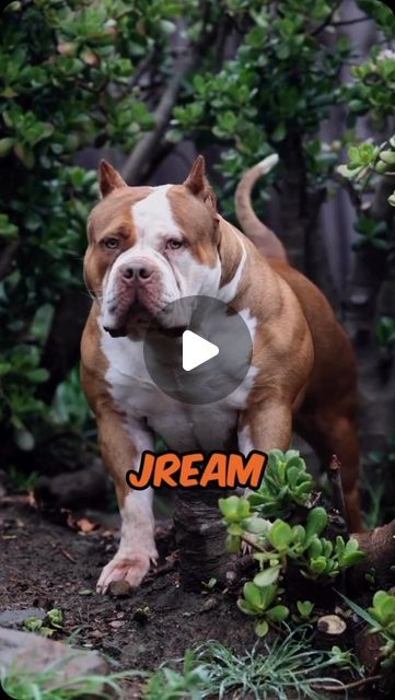 Xl Bully Dog, Xl American Bully, Bully Xl, Pocket Bully, Dog Items, American Bully, July 17, Dogs, On Instagram