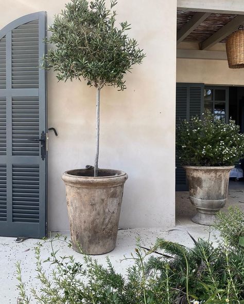 Large Vases Decor, Potted Olive Tree, Plant Pot Design, Outside Room, Potted Plants Outdoor, Pot Design, Flower Pots Outdoor, Ideas Hogar, Outdoor Pots