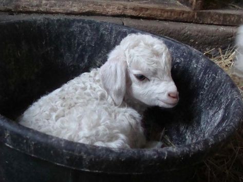 Angora Goat, Baby Lamb, Bowl, White, Black