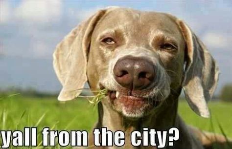 Y'all from the city? Weimaraner Dogs, Funny Dog Pictures, Funny Bunnies, Weimaraner, Down South, Funny Animal Pictures, Bones Funny, Dog Life, Dog Pictures