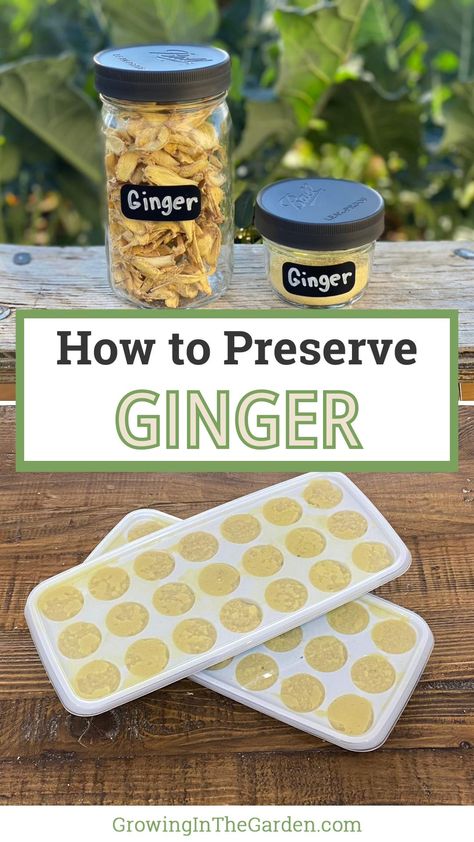 Want to know how to preserve ginger? Discover easy and effective methods for storing ginger to keep it fresh and flavorful. How To Preserve Ginger Root, Preserving Fresh Ginger, Preserving Ginger Root, Preserving Ginger, Fresh Ginger Recipes, Freezing Ginger, Ginger Preserve Recipe, Preserved Ginger, Preserve Ginger