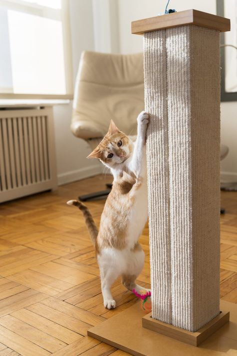 orange and white cat clawing a tall tan scratching post Pole Photography, Cat Scratching Furniture, Orange And White Cat, Cat Ownership, Door Frames, Excited To See You, Furniture Scratches, Cat Scratching Post, Cat Claws