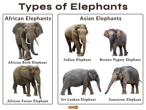 Types Of Elephants, Pygmy Elephant, Sri Lankan Elephant, Sumatran Elephant, Elephant Species, Elephant Eating, Animal Infographic, African Forest Elephant, Elephant Facts