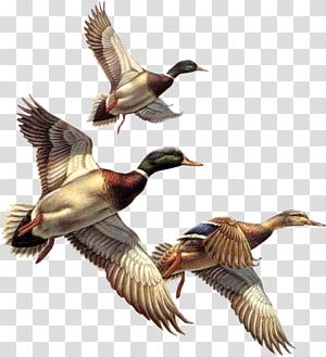 Ducks Flying, Dog Pond, Fly Drawing, Duck Tattoos, Deer Artwork, Duck Illustration, Duck Drawing, Flying Tattoo, Mallard Ducks