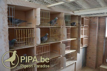 Yvon Deneufbourg (Estinnes, BE) impresses the pigeon world with the title of 1st National Champion Extreme Long Distance KBDB 2014! | PIPA Goat Barn Plans, Homer Pigeon, Pigeon Eyes, Types Of Pigeons, Fantail Pigeon, Racing Pigeon Lofts, Pigeon Loft Design, Pigeon Nest, Pigeon Cage