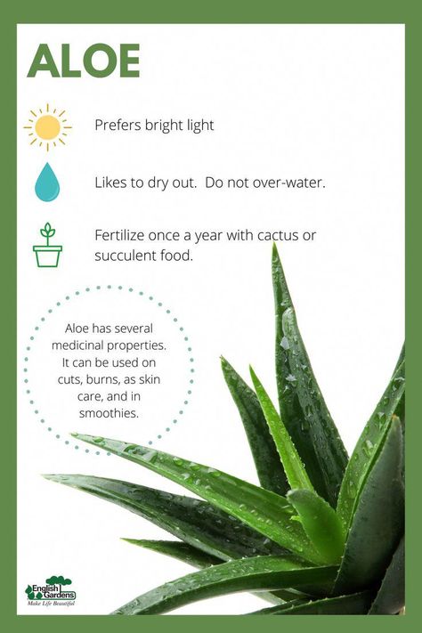 #FoodNutritionAndHealth Growing Aloe Vera, Aloe Vera Care, Aloe Vera Benefits, Grow Avocado, Air Plants Care, Plant Zombie, Aloe Vera Plant, Aloe Plant, Shade Flowers