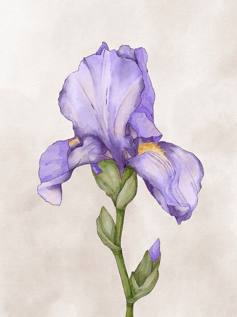 Iris Flower Reference, Painted Iris Flower, Watercolor Iris Tutorial, Flower Drawing Purple, Iris Flowers Drawing, Iris Flower Watercolor, Iris Watercolor Painting, Iris Paintings, Iris Illustration