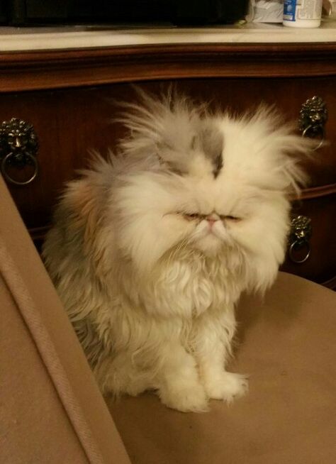 Cat Grumpy, Grumpy Animals, Persian Cats, Grumpy Cats, Grumpy Man, Persian Kittens, Baymax, Fluffy Cat, Persian Cat