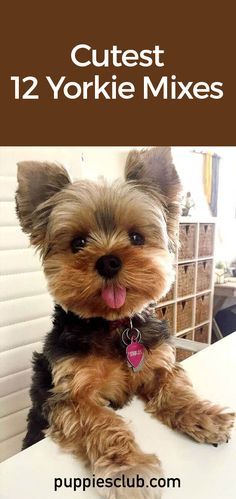 Terrier Mix Dogs Haircuts, Mini Yorkie Puppy, Yorkie Mix Haircut, Chorkie Full Grown, Yorkie Puppies For Adoption Near Me, Yorkipoo Full Grown, Yorkie Mixed Breeds, Chorkie Haircut, Morkie Full Grown