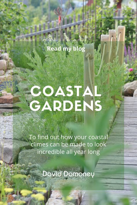 Best Plants For Beach House, Landscaping Beach House, Seaside Garden Design, Beach Style Garden Ideas, Seaside Plants Coastal Gardens, Coastal Front Garden Uk, Seaside Garden Coastal Cottage, Beach Gardens Ideas, Seaside Gardens Uk