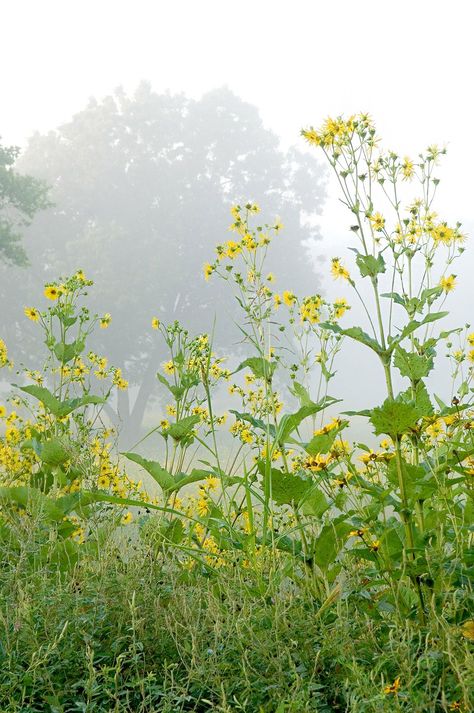 Nature, Flower Bought, Water For Birds, Tall Perennial Flowers, Tall Perennials, Garden Backdrop, Prairie Flowers, Big White Flowers, Golden Meadow