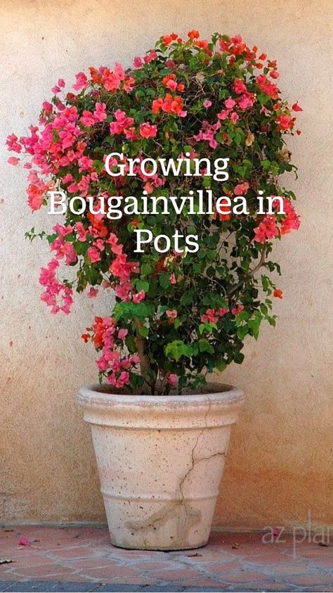 Growing Bougainvillea, Patio Container Gardening, Patio Flowers, Container Garden Design, Potted Plants Outdoor, Container Gardening Flowers, Flower Pots Outdoor, Garden Containers, Garden Yard Ideas