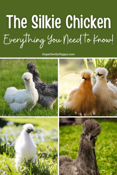 Everything you need to know about the Silkie chicken if you're considering adding them to your home flock. Great backyard chicken but hearty enough for homesteaders too. Wonderful for kids and… More Raising Silkie Chickens, Silky Chickens, Silkie Chickens Coop, Chicks Cute, Farm Pets, Chicken Tunnels, Backyard Coop, My Neighbourhood, Meat Birds