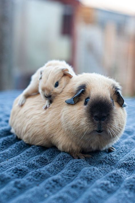 Mama guinea pig with her baby boy. Cute Gunipigs, Gini Pig Pet, Gineau Pig Aesthetic, Ginny Pigs Cute, Fat Guinea Pigs, Guinny Pigs, Guinea Pig Aesthetic, Guinea Pig Wallpaper, Ginny Pigs