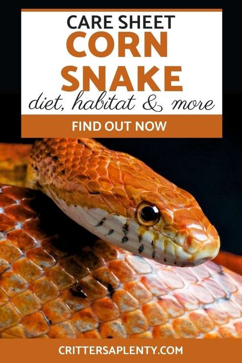 Corn snakes are a beloved pet across America. Their calm and docile demeanor makes them a great introduction to the snake keeping world. And since adult corn snakes are only 2-5 feet, they don't take up much room at all. With their vibrant colors and unique markings, you might be wondering how to take care of corn snakes yourself—caring for corn snakes are not as hard as it seems. Let's go on this journey together to cover everything you need to know about corn snakes. #cornsnake #snakecare via Corn Snake Habitat, Pet Corn Snake, Cornsnakes Habitat, Corn Snake Tank Ideas, Snake Setup, Corn Snake Terrarium, Corn Snake Care, Corn Snake Enclosure Ideas, Corn Snake Enclosure