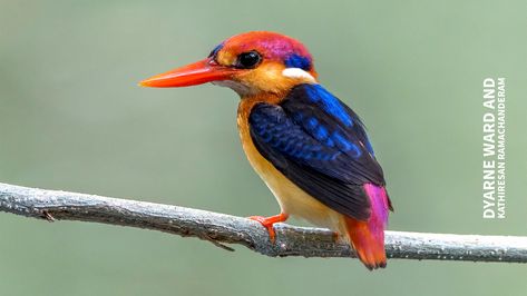 Kingfisher, Birds