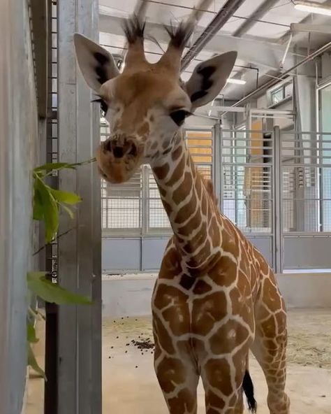 Giraffe Lovers Club on Instagram: "🦒 By 📷 @fortworthzoo Follow @giraffeloversclub for more Tag someone that should see this!👇 #giraffeloversclub" Giraffes Aesthetic, Giraffe Aesthetic, Tall Aesthetic, Cute Giraffes, Giraffe Cute, Baby Giraffes, Giraffe Drawing, Giraffe Pictures, Cutee Animals