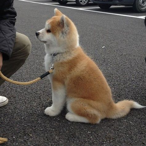 7 Dogs That Look Like Shiba Inu Akita Dog Puppies, Japanese Akita Puppies, Akita Dog Japanese, Akita Inu Dog, Akita Inu Puppy, Akita Puppy, Japanese Akita, Akita Puppies, Akita Inu