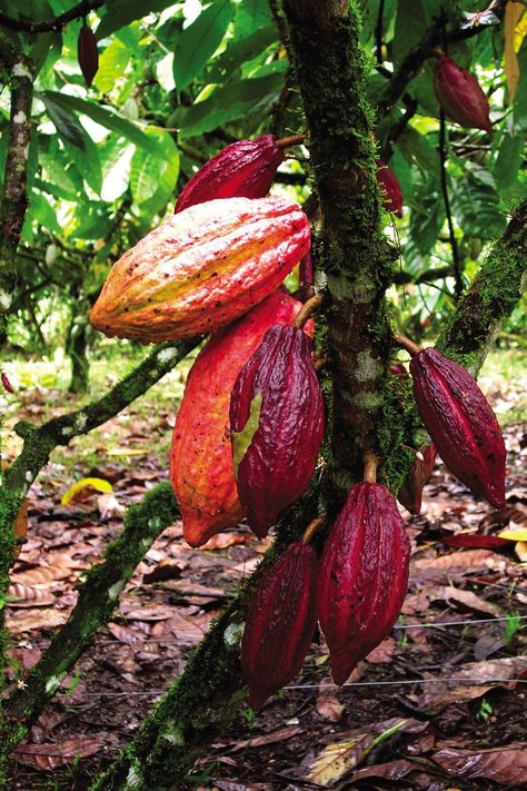 En Venezuela tenemos muy buenos cacaos, considerados internacionalmente de muy alta calidad Tropical Fruit Photography, Cocoa Fruit, Giant Vegetable, Make Your Own Chocolate, Growing Fruit Trees, Cacao Chocolate, Plant Fungus, Fruit Photography, Fruit Seeds