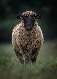 Sheep Photos, Yarn Creations, Hopelessly Devoted, Photography Animals, Sheep Breeds, Sheep Art, Beef Cattle, Cattle Farming, Sheep And Lamb