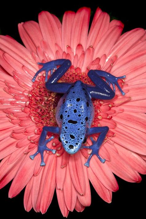 Blue Poison Dart Frog, Colorful Frogs, Poison Frog, Blue Frog, Amazing Frog, Blue Dart, Frog Sitting, Frog Illustration, Frog Tattoos