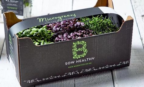 B Sow Healthy branding and packaging design - Pure Agency Microgreen Packaging, Healthy Branding, Healthy Food Packaging, Microgreens Garden, Vegetable Packaging, Growing Microgreens, Healthy Pizza, Green Business, Food Packaging Design